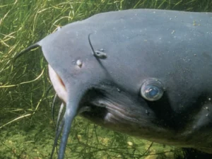 Nastolatek wyłowił gigantyczną rybę – nikt nie przewidział takiego znaleziska
