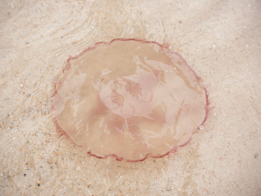 Oto kilka propozycji unikalnych tytułów zachowujących sens oryginału: 1. Gigantyczne stworzenia odkryte w Zatoce Meksykańskiej. Biolodzy nie mogą uwierzyć 2. Zdumiewające olbrzymy w Zatoce Meksykańskiej zaskoczyły naukowców 3. Biolodzy zaskoczeni ogromem życia w Zatoce Meksykańskiej 4. Tajemnicze giganty z Zatoki Meksykańskiej szokują naukowców 5. Naukowcy w zdumieniu po odkryciu gigantycznych organizmów w Zatoce Meksykańskiej 6. Niezwykłe olbrzymy wywołały sensację wśród biologów w Zatoce Meksykańskiej 7. Zatoka Meksykańska kryje nieznane giganty — biolodzy zdumieni 8. Zaskakujące odkrycie w Zatoce Meksykańskiej: kolosy podwodnego świata