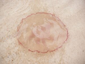 Oto kilka propozycji unikalnych tytułów zachowujących sens oryginału: 1. Gigantyczne stworzenia odkryte w Zatoce Meksykańskiej. Biolodzy nie mogą uwierzyć 2. Zdumiewające olbrzymy w Zatoce Meksykańskiej zaskoczyły naukowców 3. Biolodzy zaskoczeni ogromem życia w Zatoce Meksykańskiej 4. Tajemnicze giganty z Zatoki Meksykańskiej szokują naukowców 5. Naukowcy w zdumieniu po odkryciu gigantycznych organizmów w Zatoce Meksykańskiej 6. Niezwykłe olbrzymy wywołały sensację wśród biologów w Zatoce Meksykańskiej 7. Zatoka Meksykańska kryje nieznane giganty — biolodzy zdumieni 8. Zaskakujące odkrycie w Zatoce Meksykańskiej: kolosy podwodnego świata